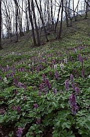 Vstup do fotogalerie