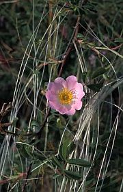 Vstup do fotogalerie