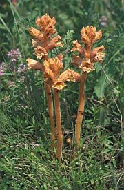 Vstup do fotogalerie