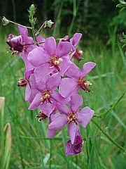 Vstup do fotogalerie