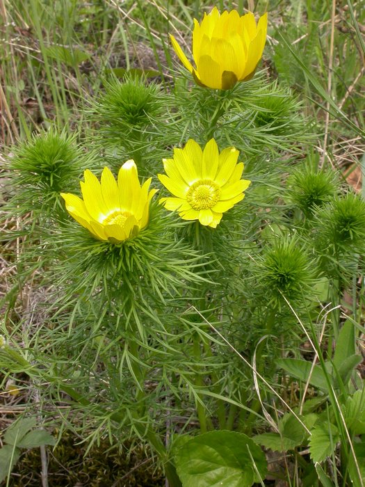 dscn9598.jpg