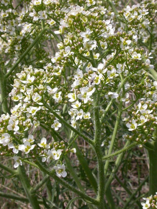 dscn9643.jpg