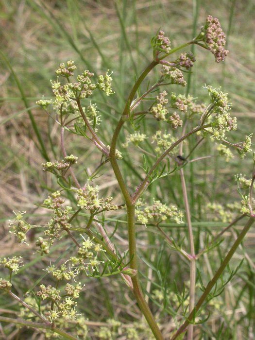 dscn9651.jpg