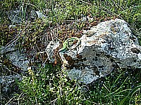 DSCF0024.jpg