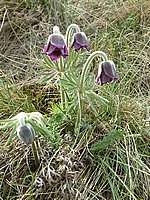 DSCF0008.JPG