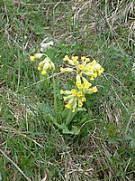 DSCF0024.JPG